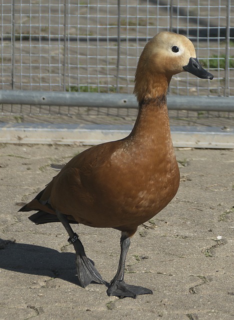 许将成为重